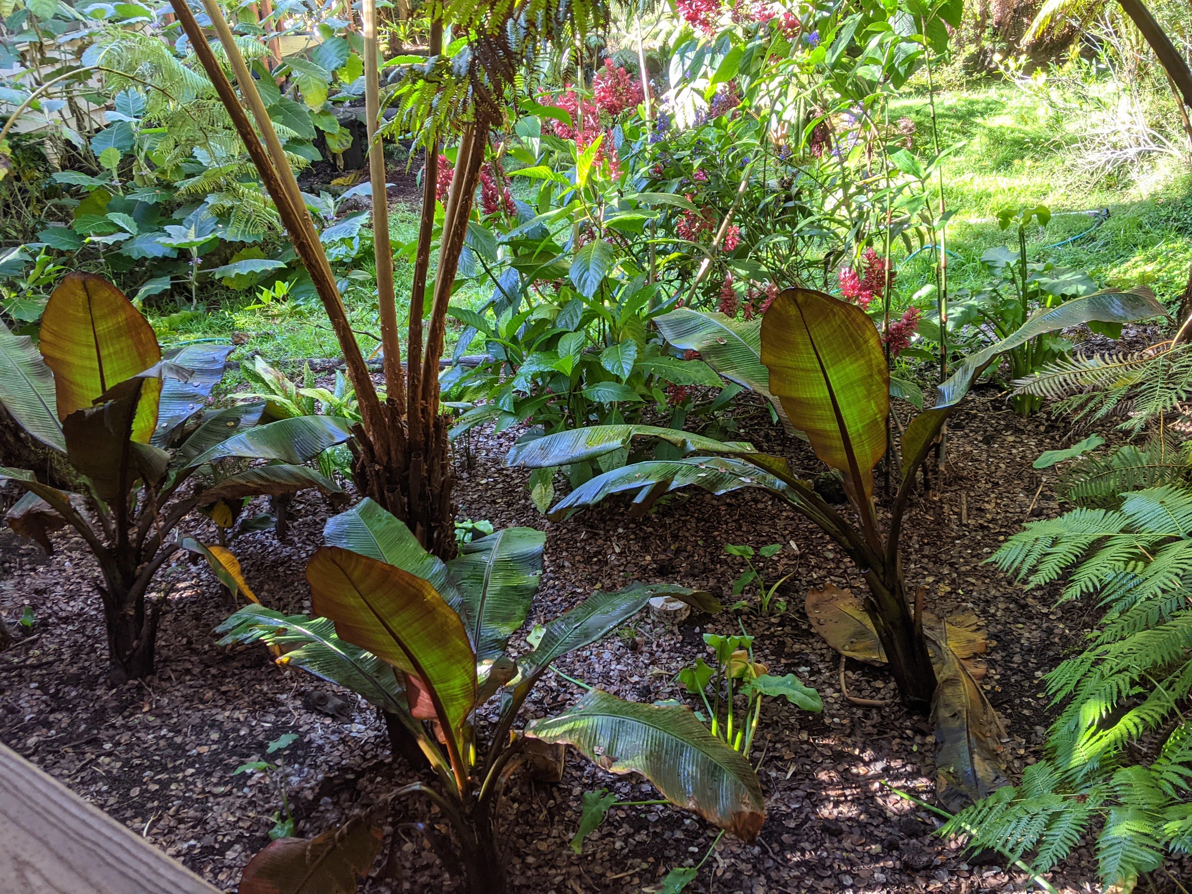 Beautiful jungle in the back yard