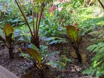 Beautiful jungle in the back yard