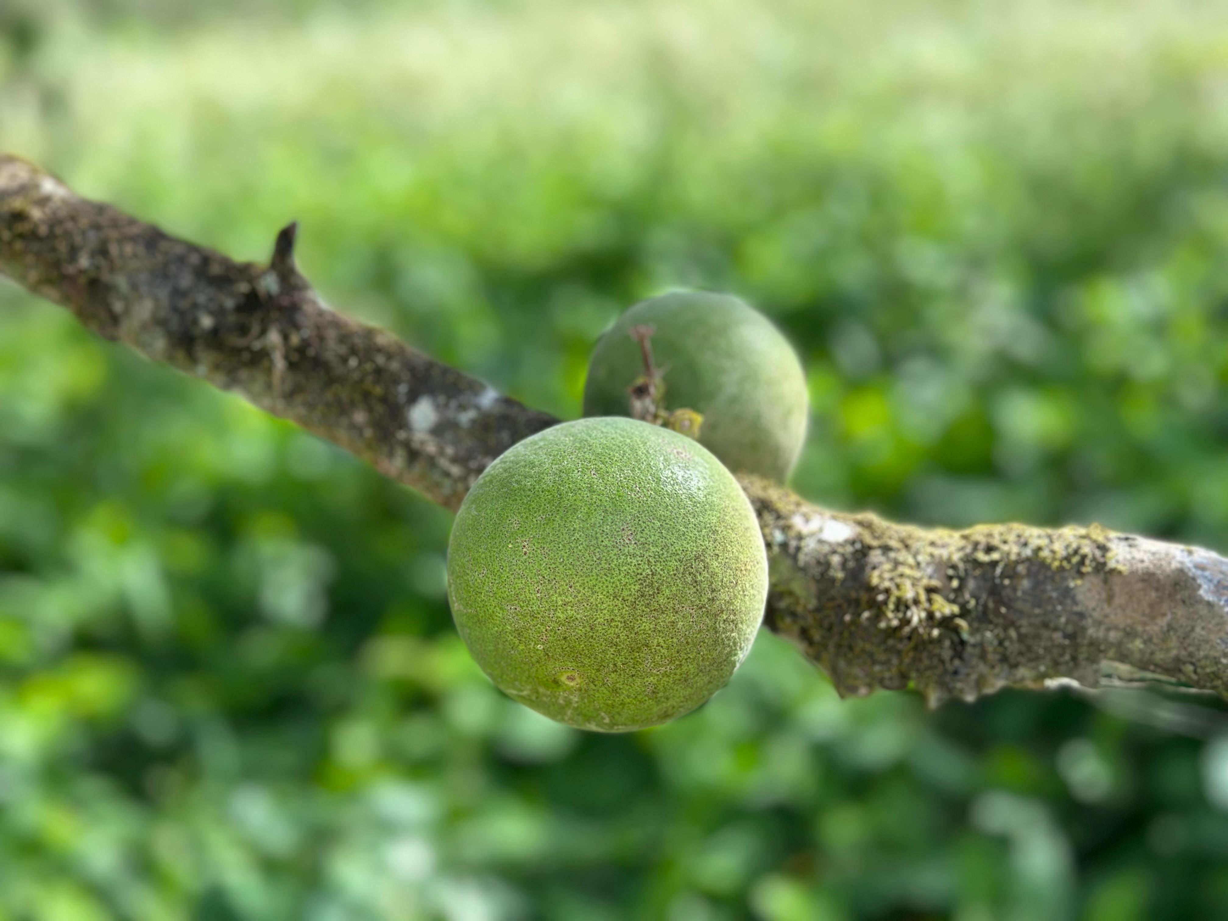 Orange trees