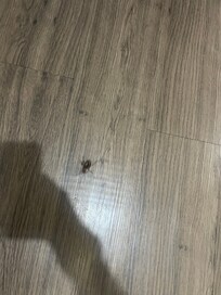 Grande incidência de baratas