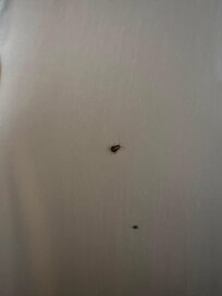 Bedbug greeted me in the morning.