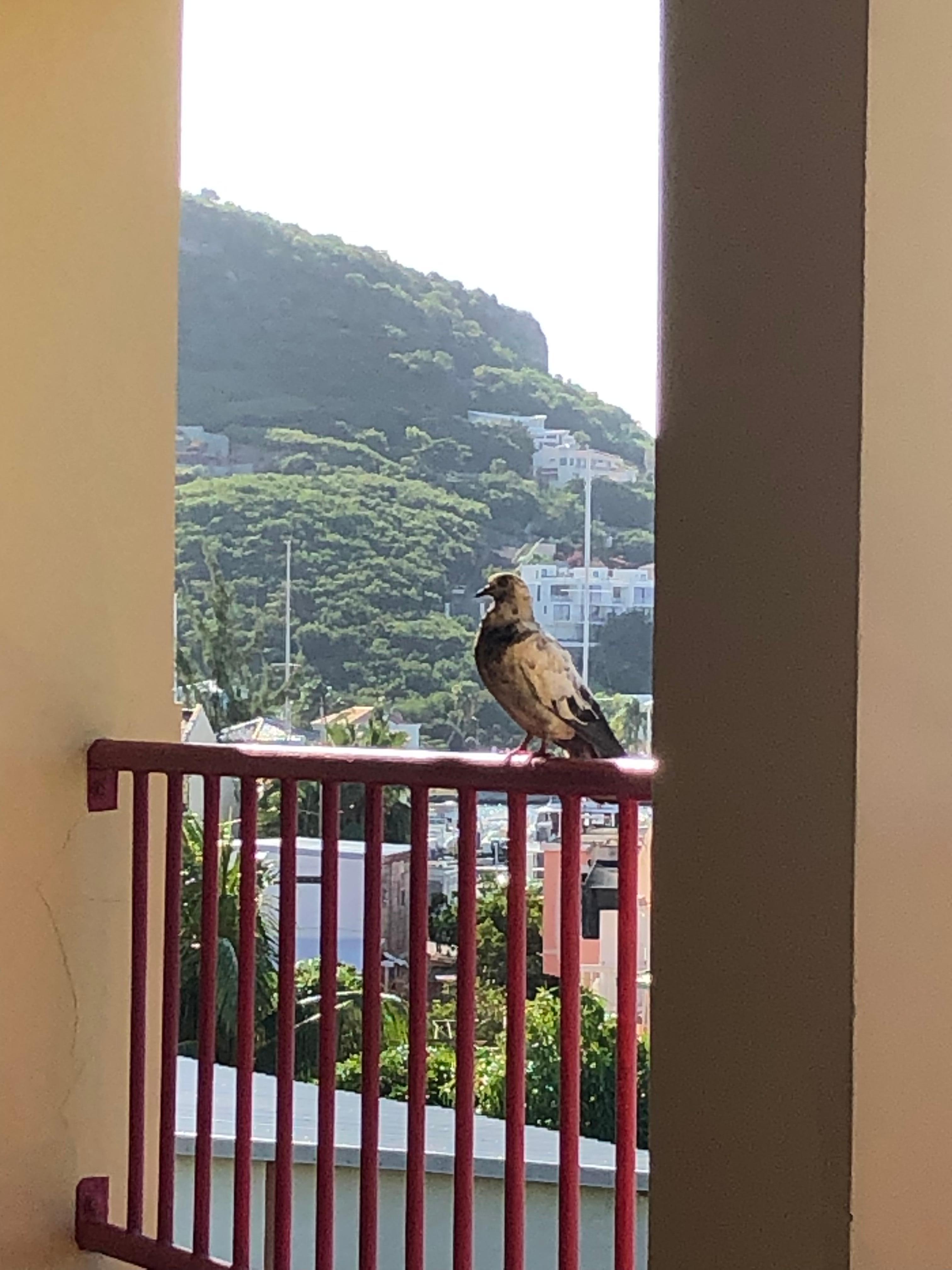 View from the back patio 