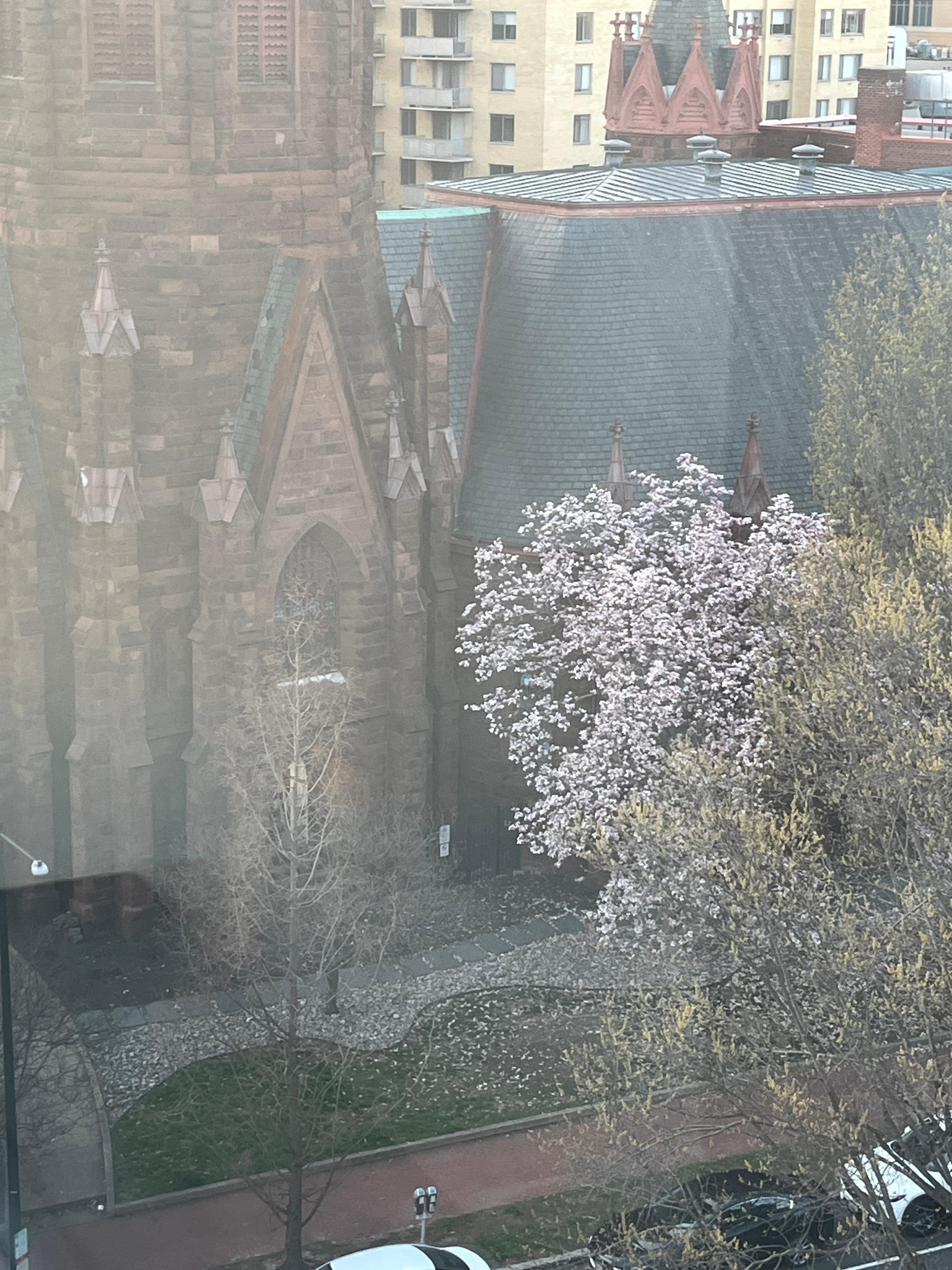 Nice area of town across the street from a church and cherry blossom trees