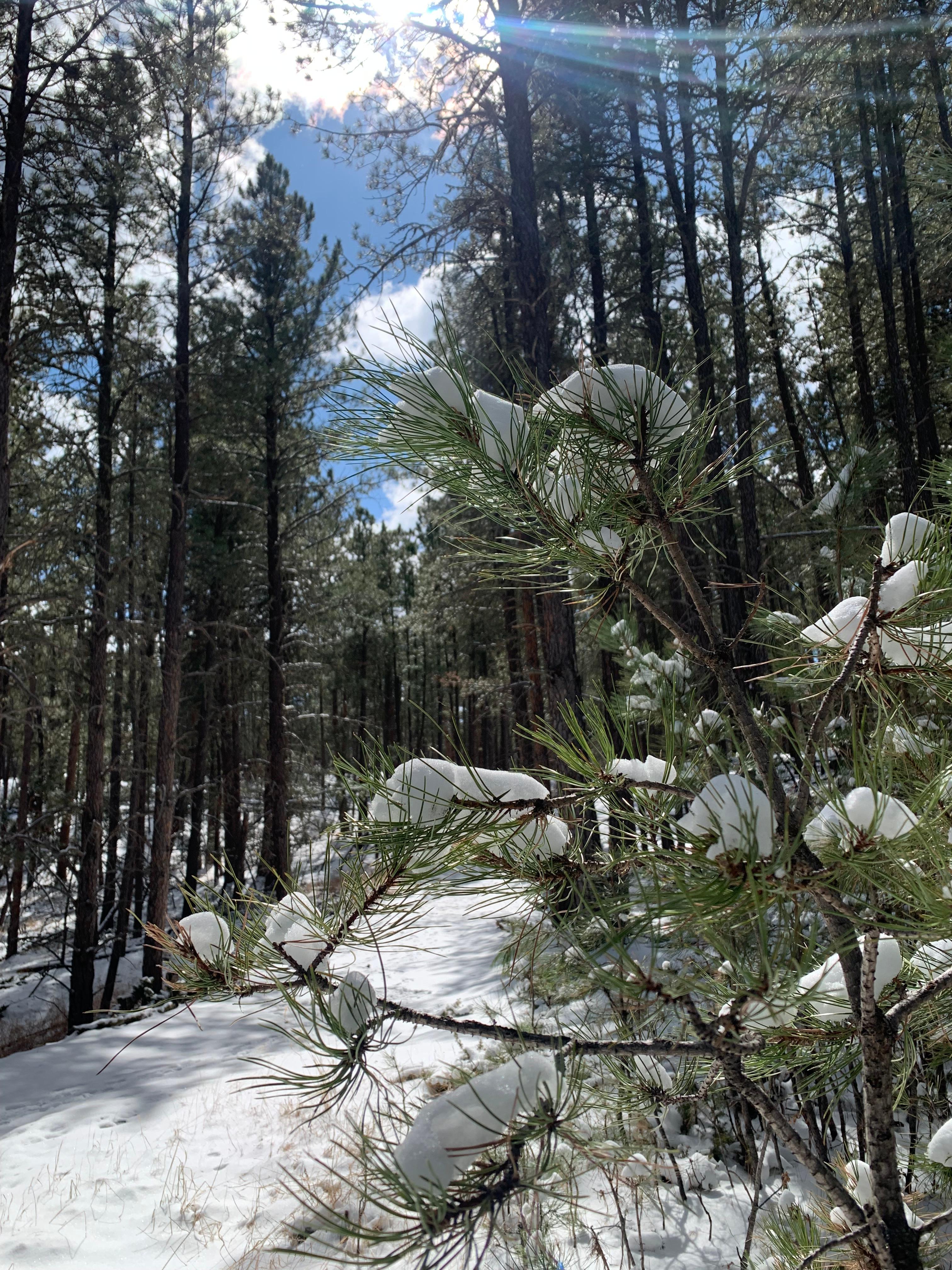 Custer State Park 3/25