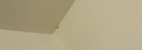 That wasn’t even the only spider