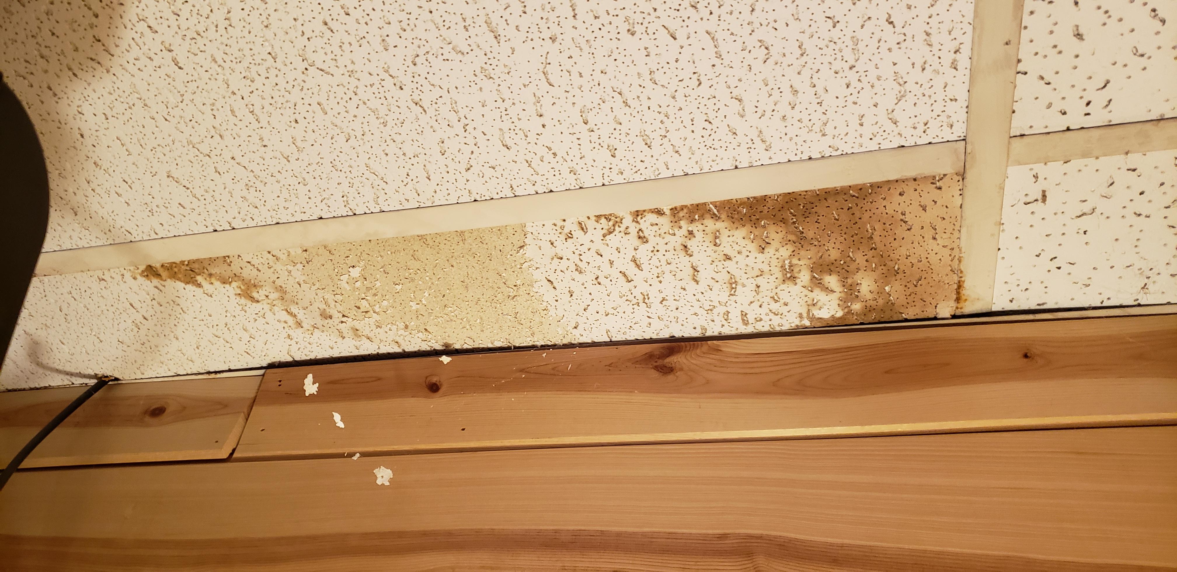 Crumbling ceiling tile from a leak caught in cobwebs.