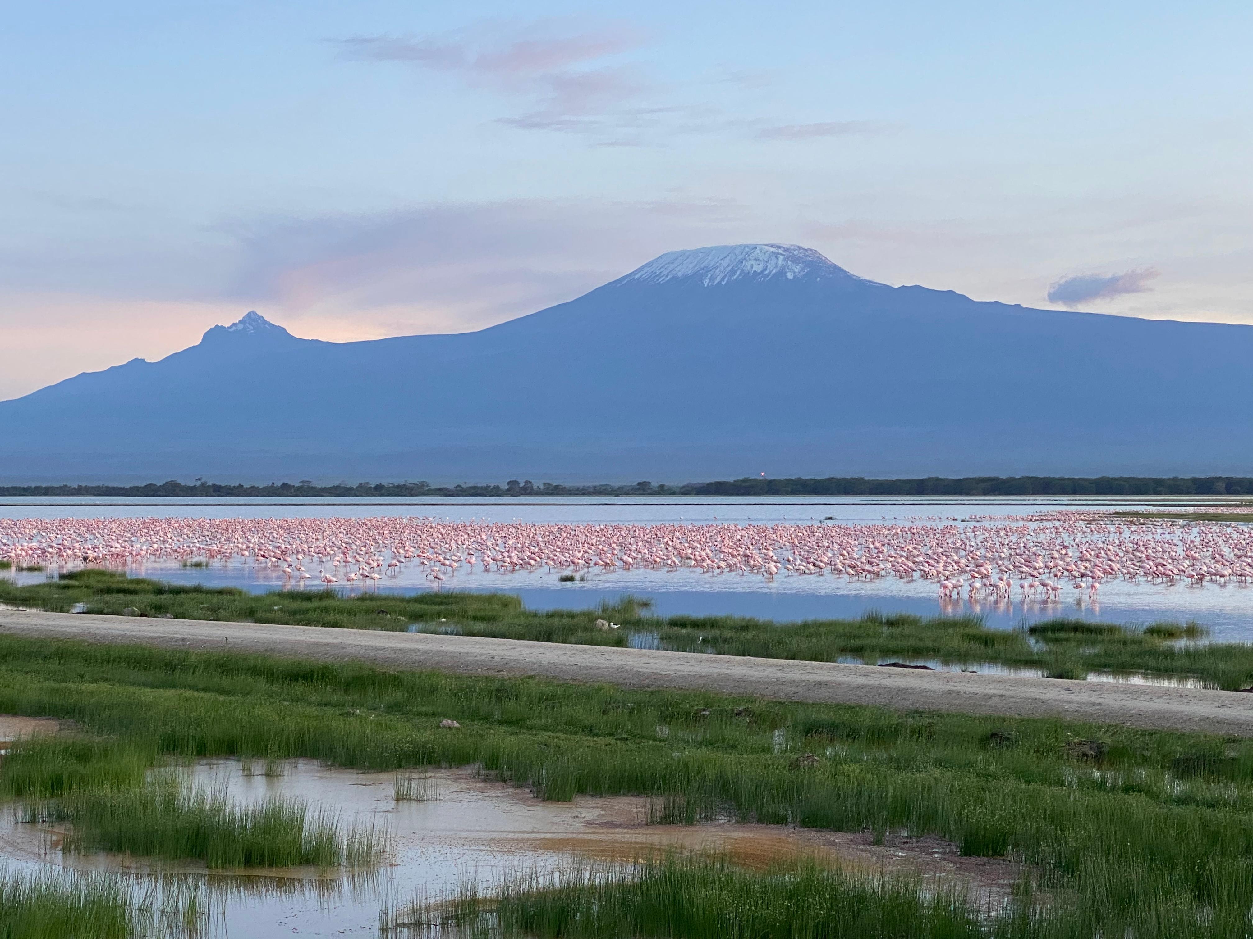 Beautiful Kilimanjaro with flamingos 