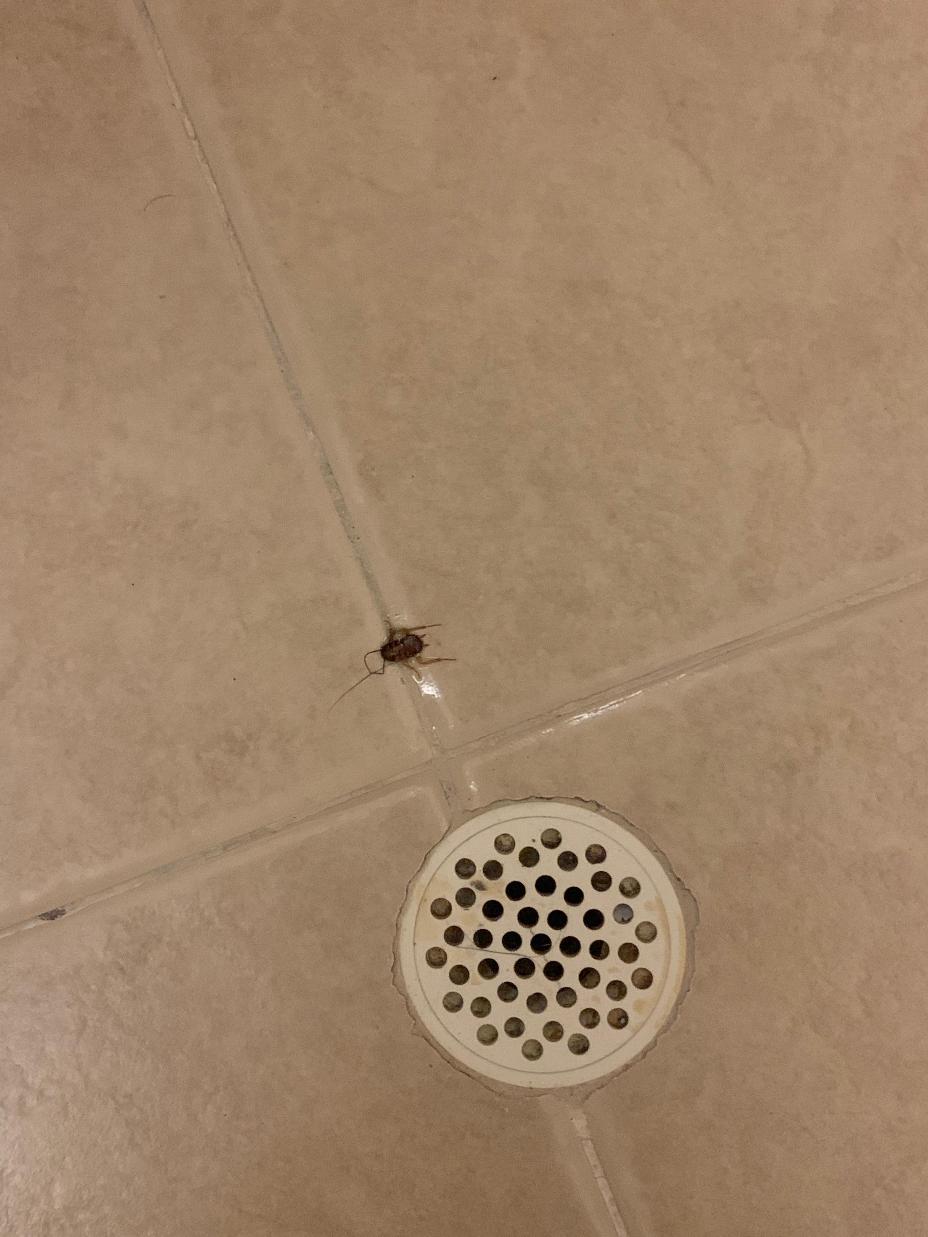 Killing roaches in the bath room, they were in the sleeping area on arrival too.