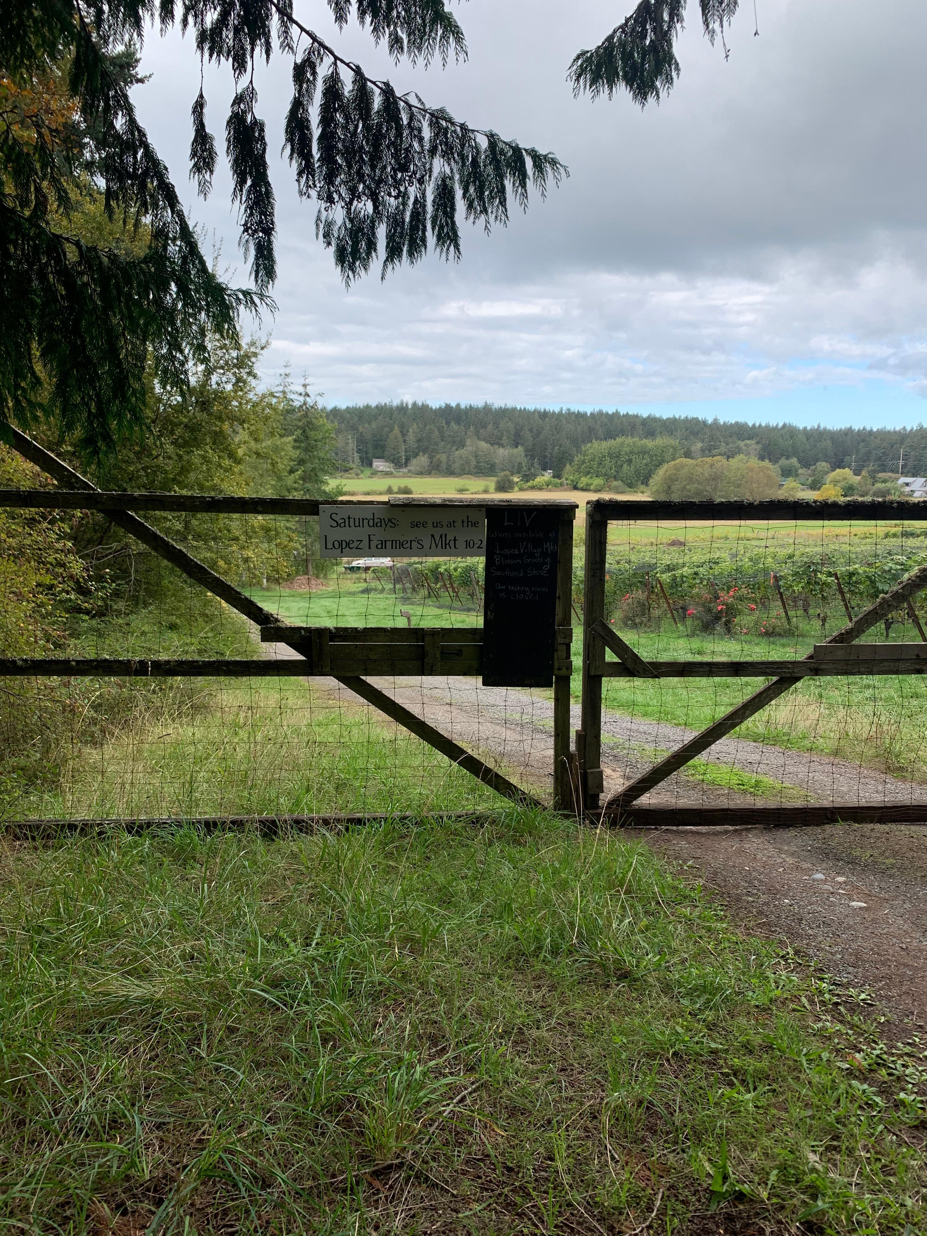 Vineyard across the street