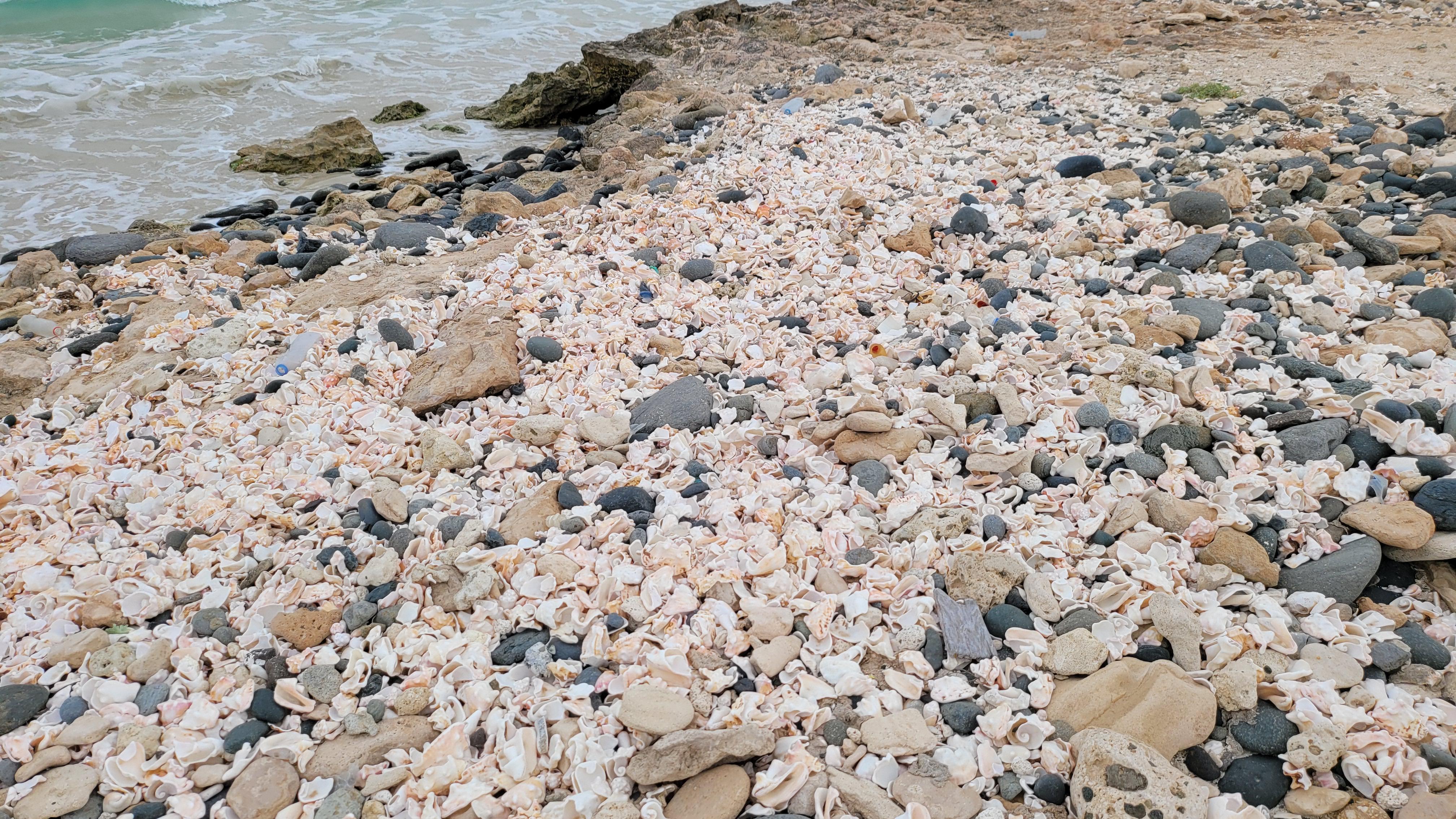 Muschelstrand