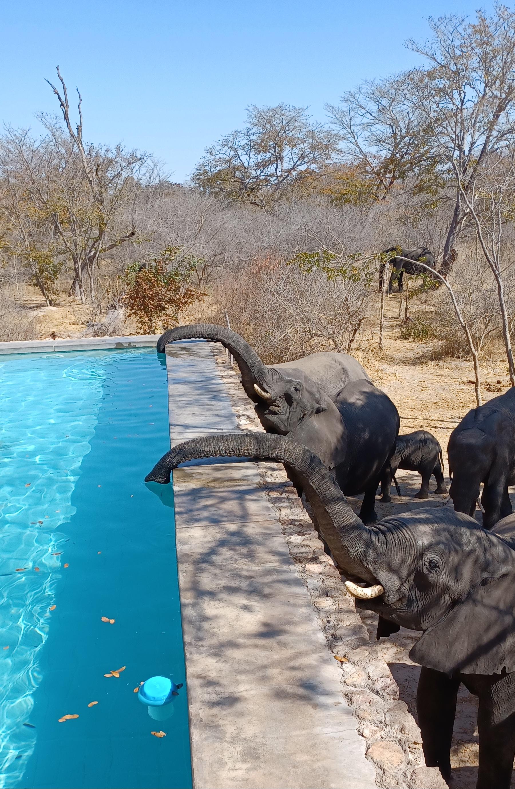 Elephants drinking from the pool