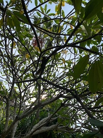Breakfast with the Squirrels â€ïž