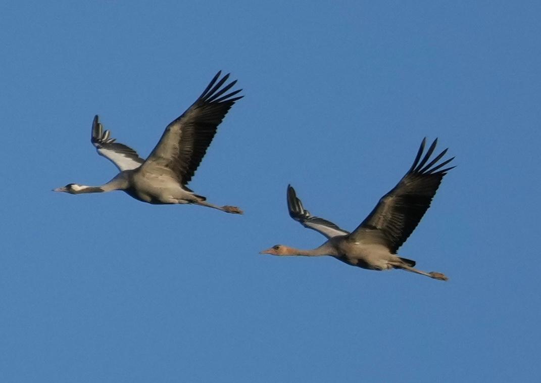 Common crane Zingst