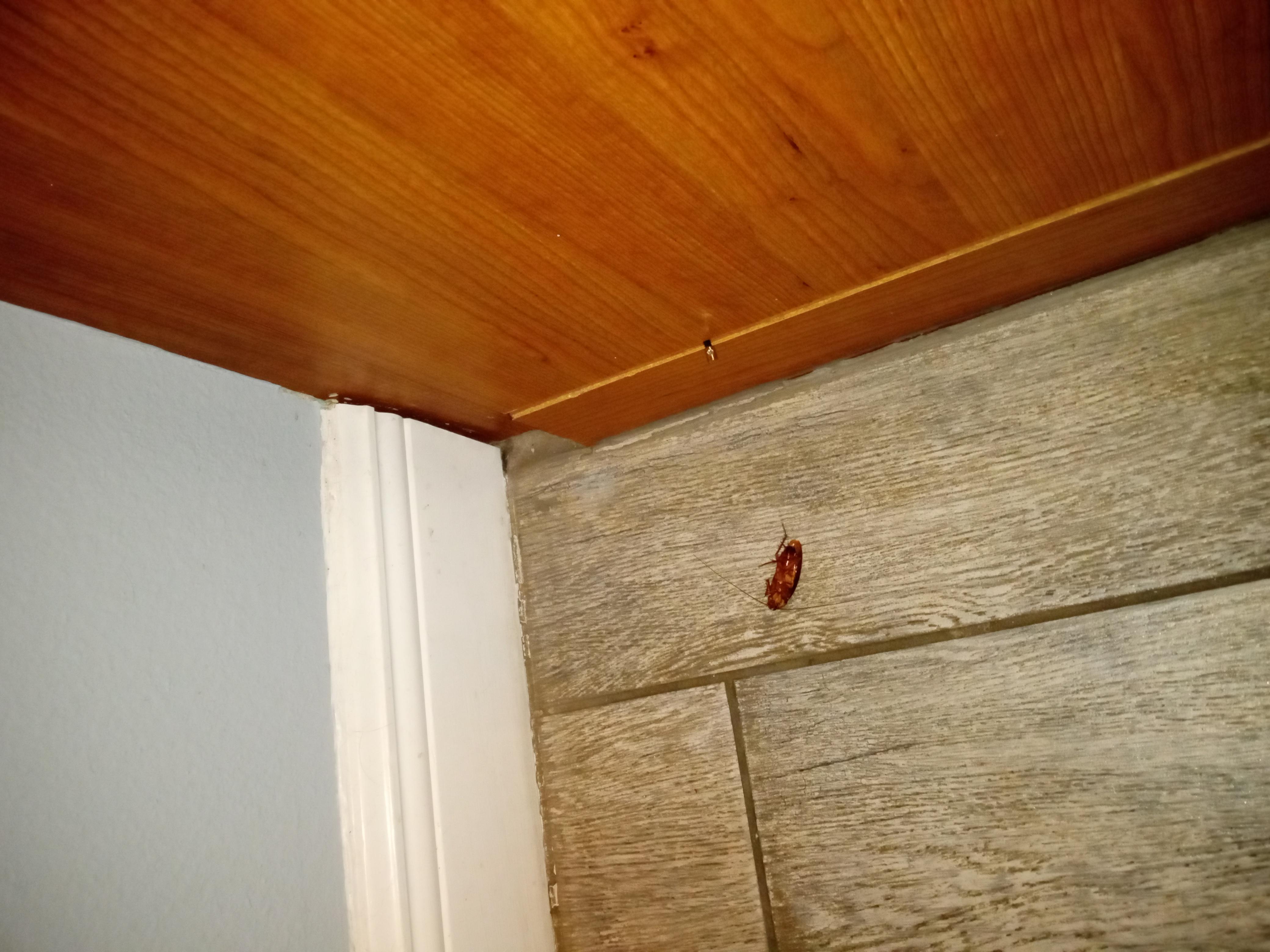 Cockroach