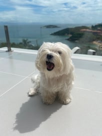 Nossa cachorrinha Pipoca