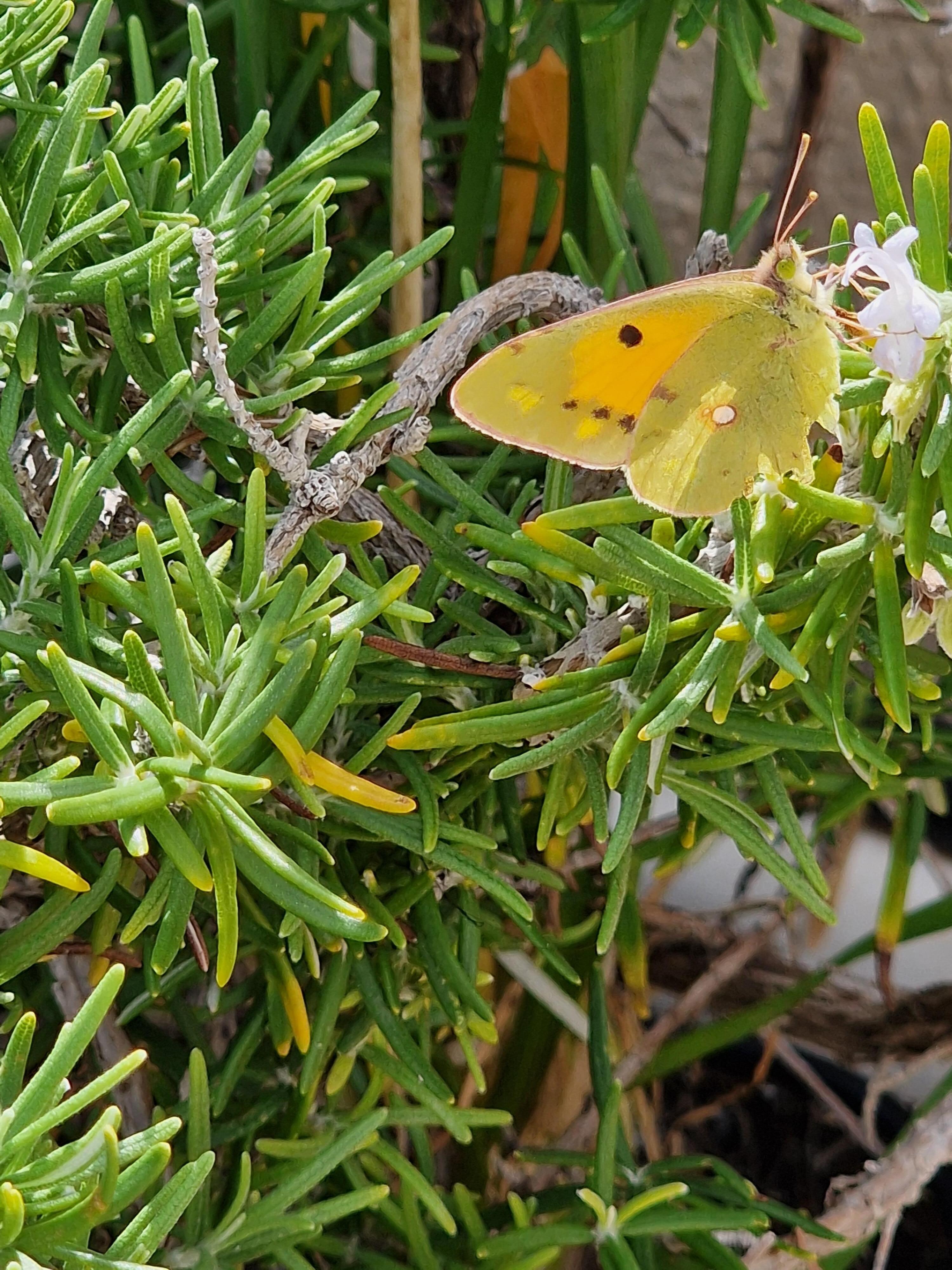 Volop kleine en mooie insecten