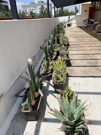 Rooftop plants