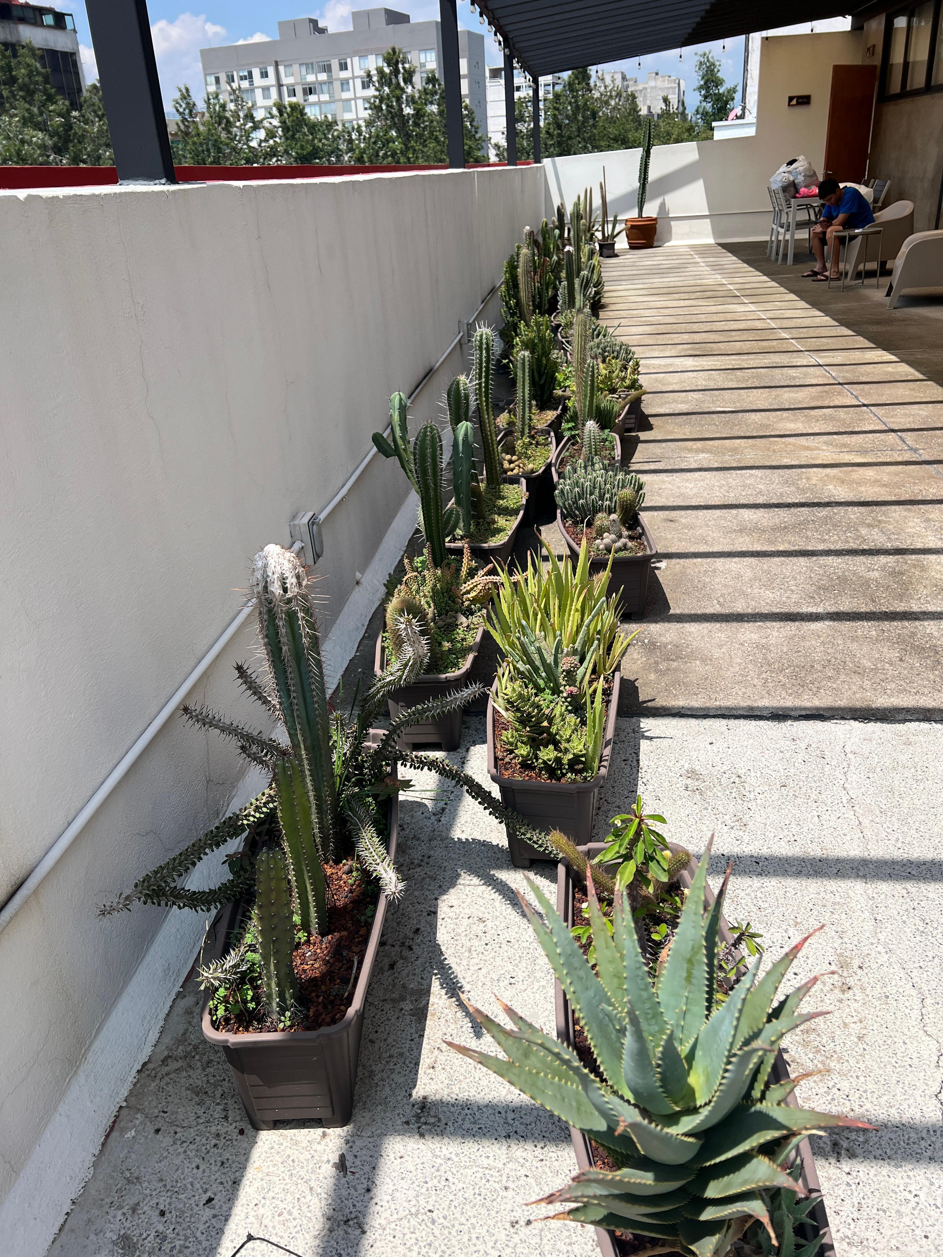 Rooftop plants 