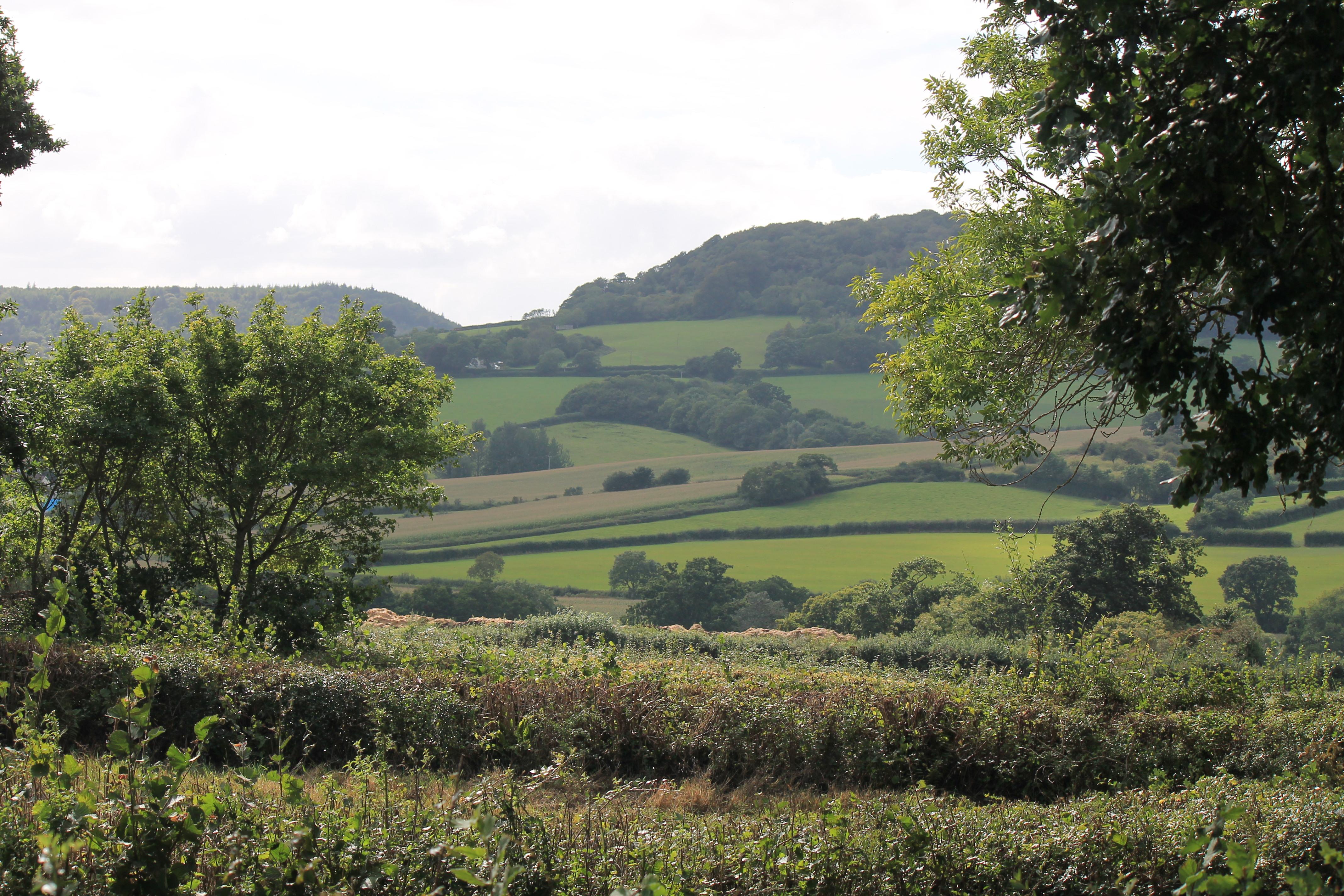 View from the garden