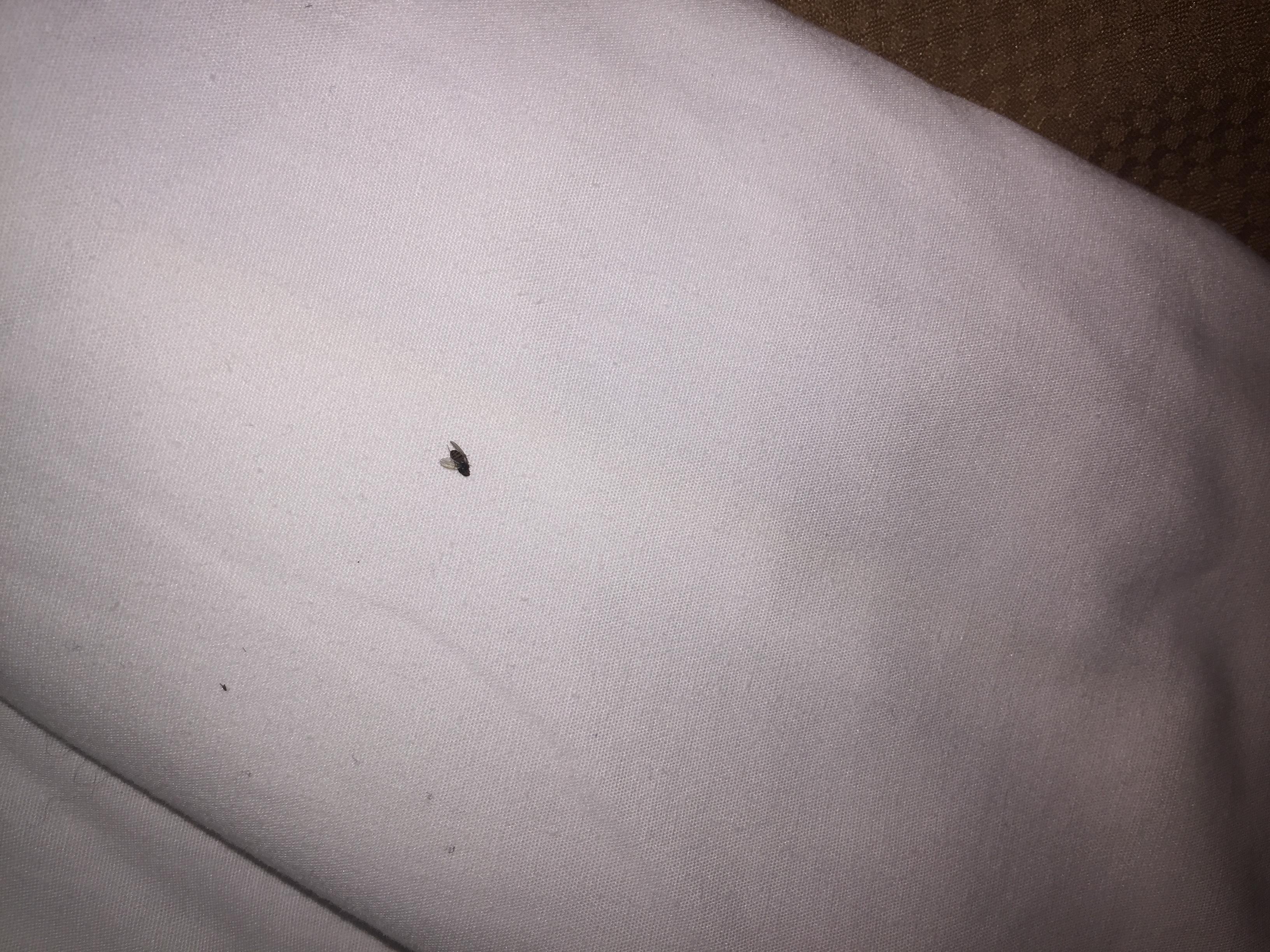 Dead Bug in the bed