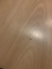 Silverfish on bedroom floor