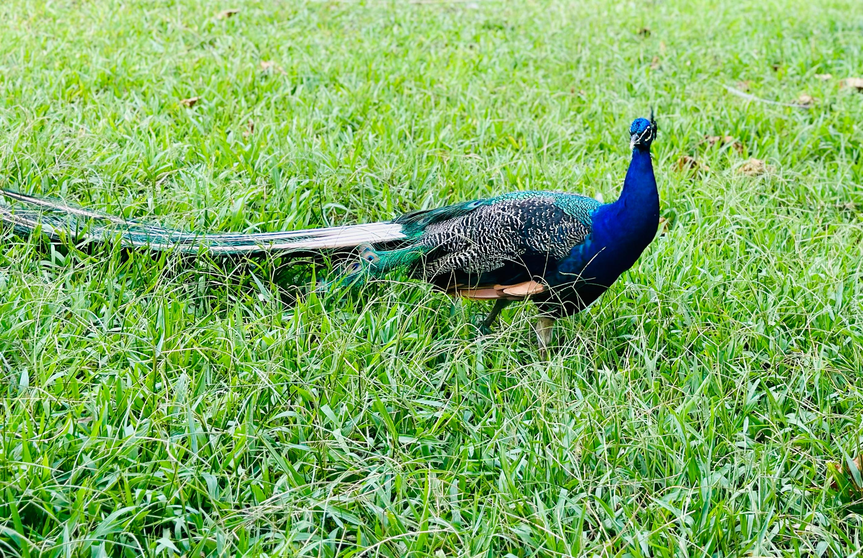 The resident peacock on the property