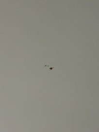 Mosquitos esmagados por todo o quarto