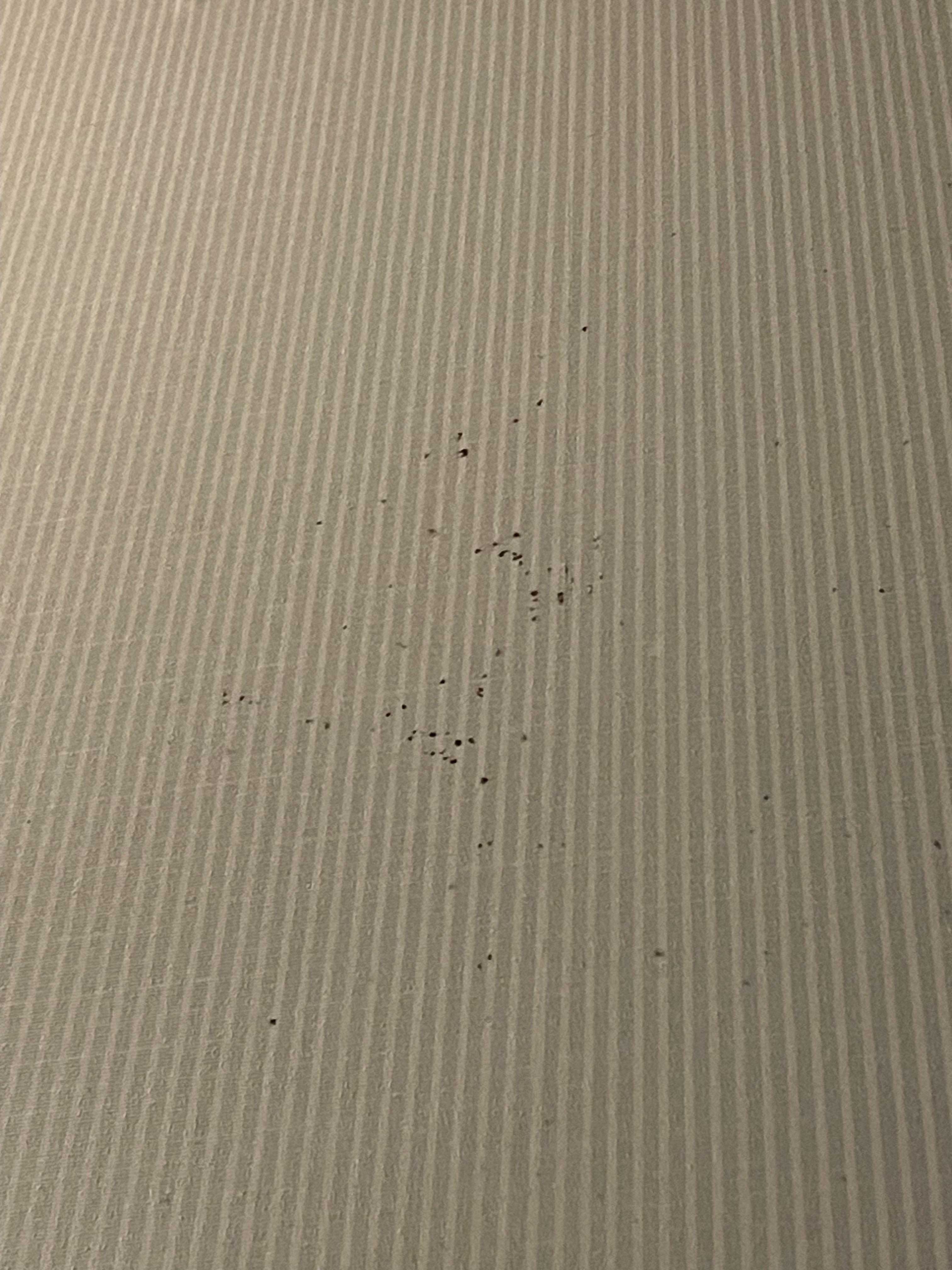 Mold in the bathroom