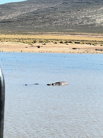 Um hipopótamo dormindo dentro de um açude