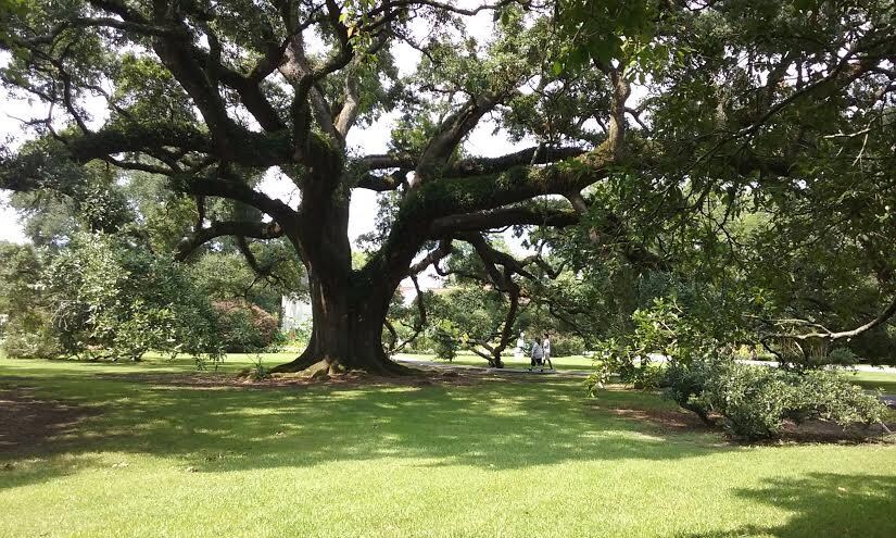 Live Oak at Houmas House