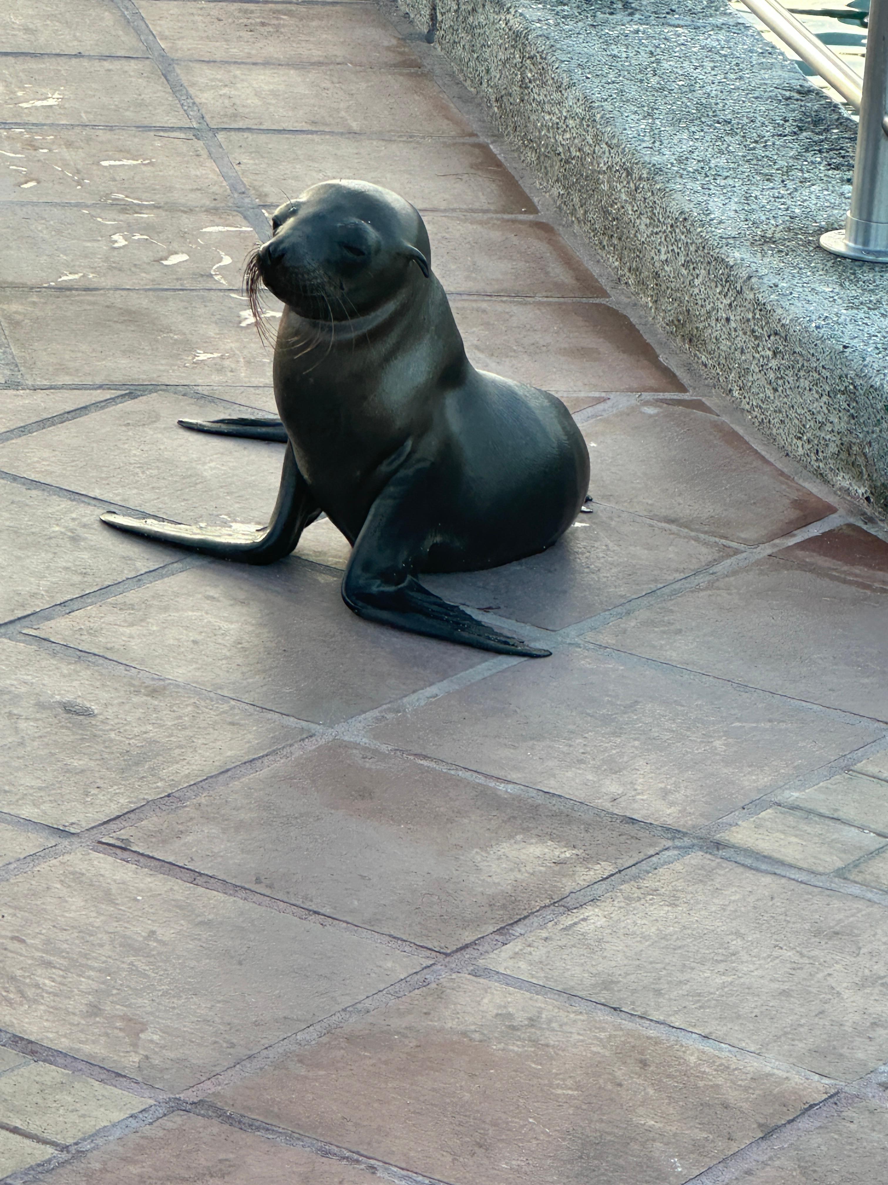 Sea lions are everywhere. Take pictures, but don't approach or feed. We snorkeled with them!