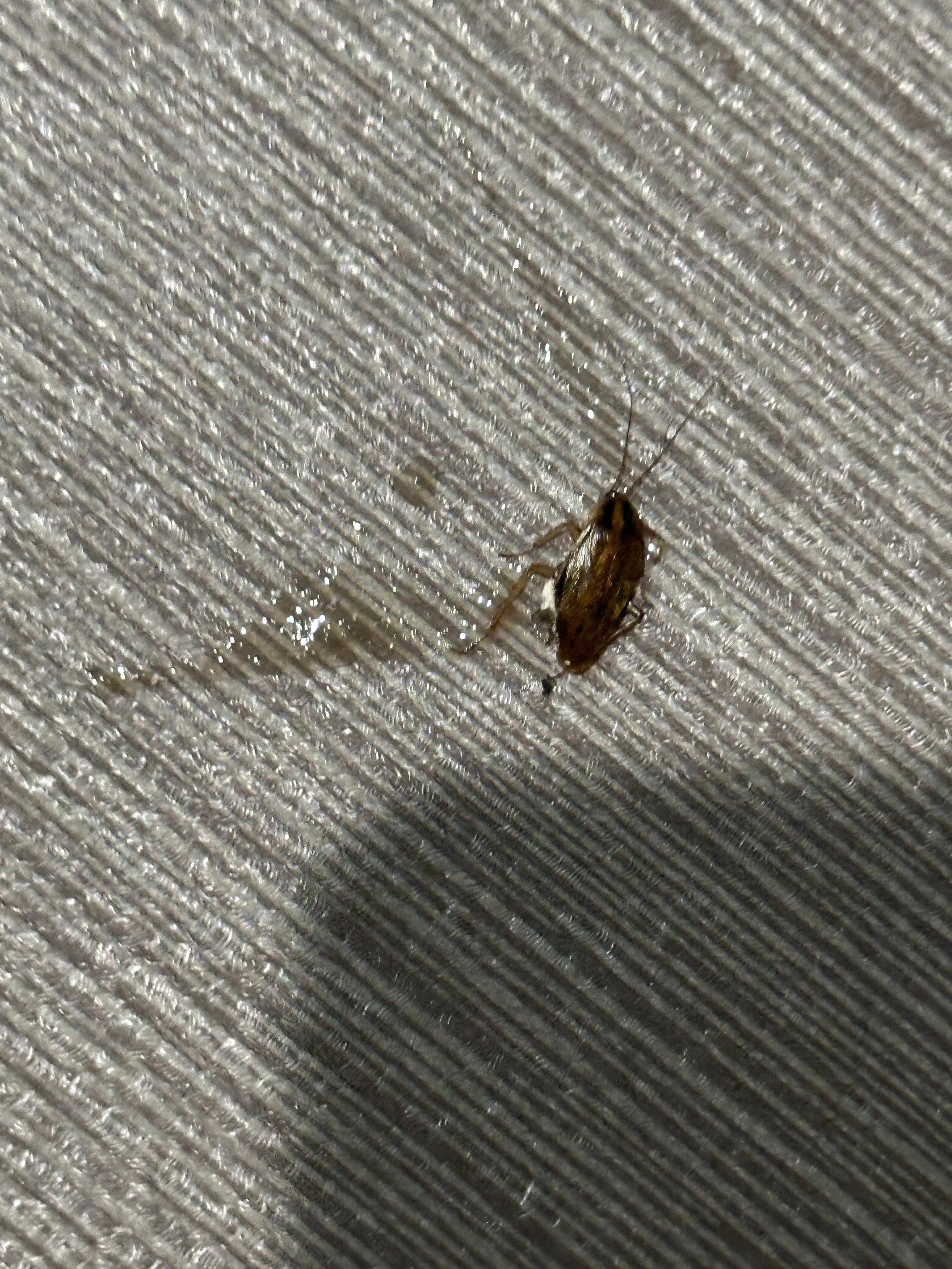 Hard to see the roach in first pic. Close up.