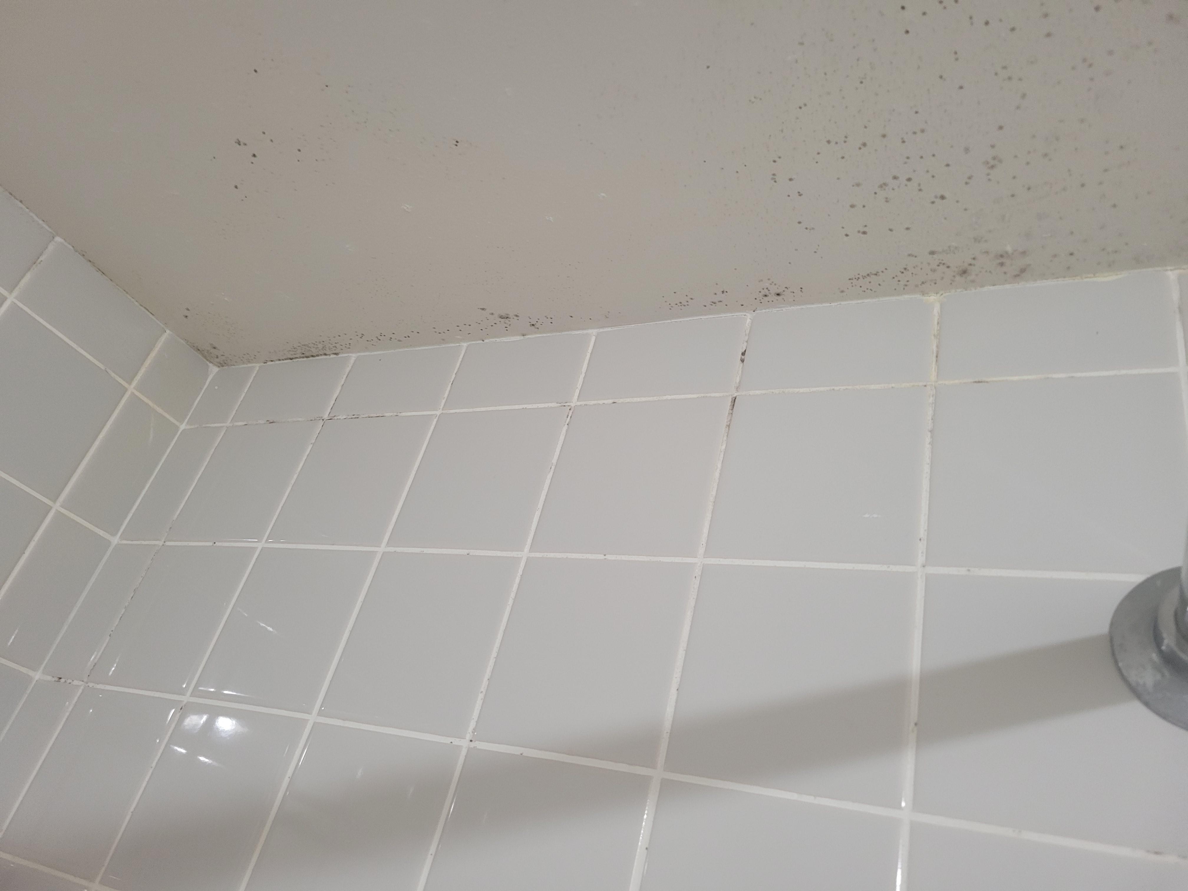 Bathroom mold