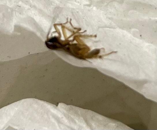 This bug was crawling on bed. 