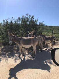 On the drive in.