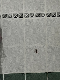 Cafard dans la salle de bain/toilette