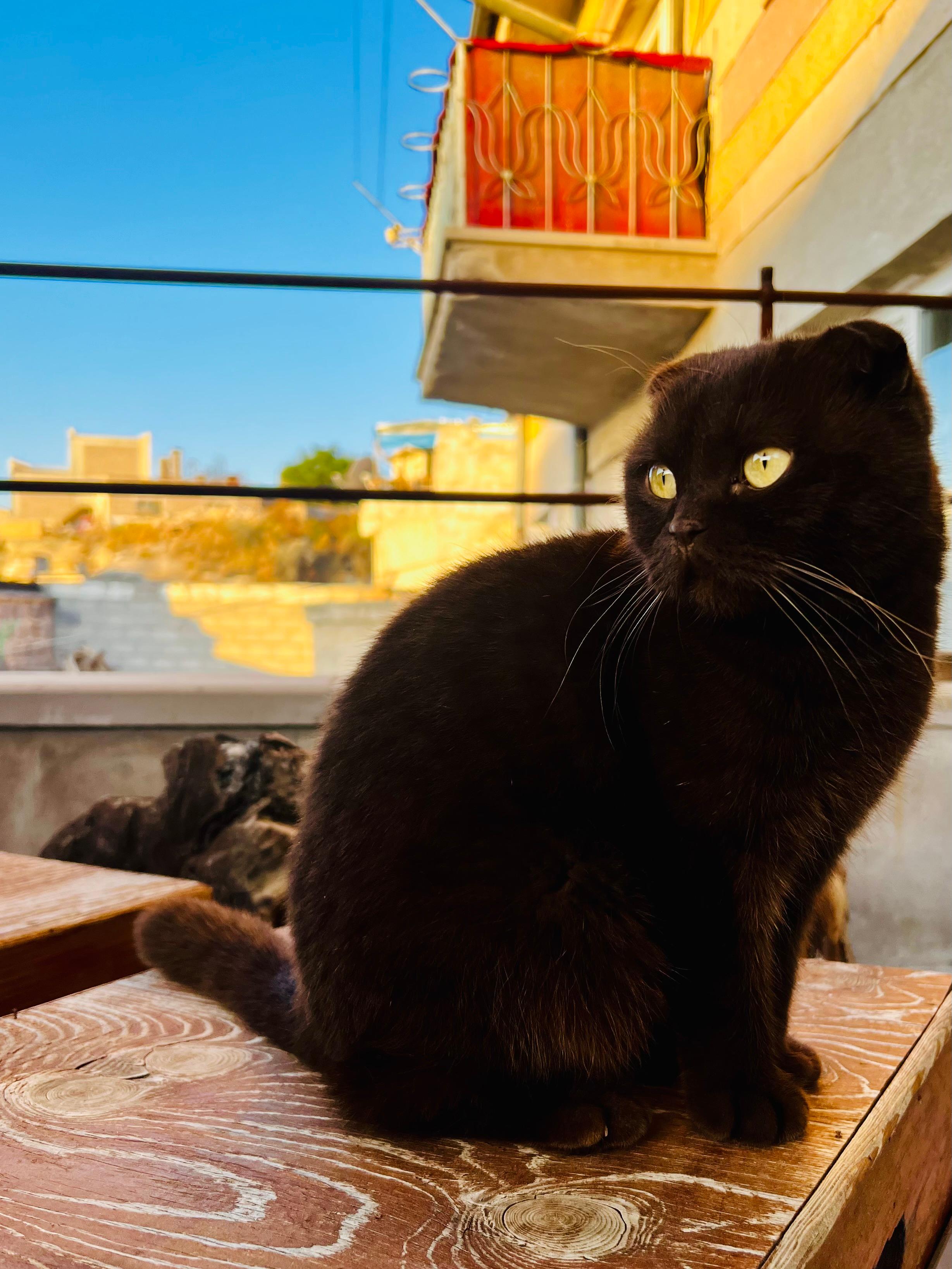 Mocha - our patio companion