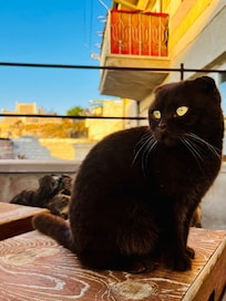 Mocha - our patio companion