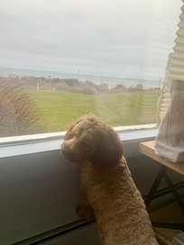 Frankie wants seagulls