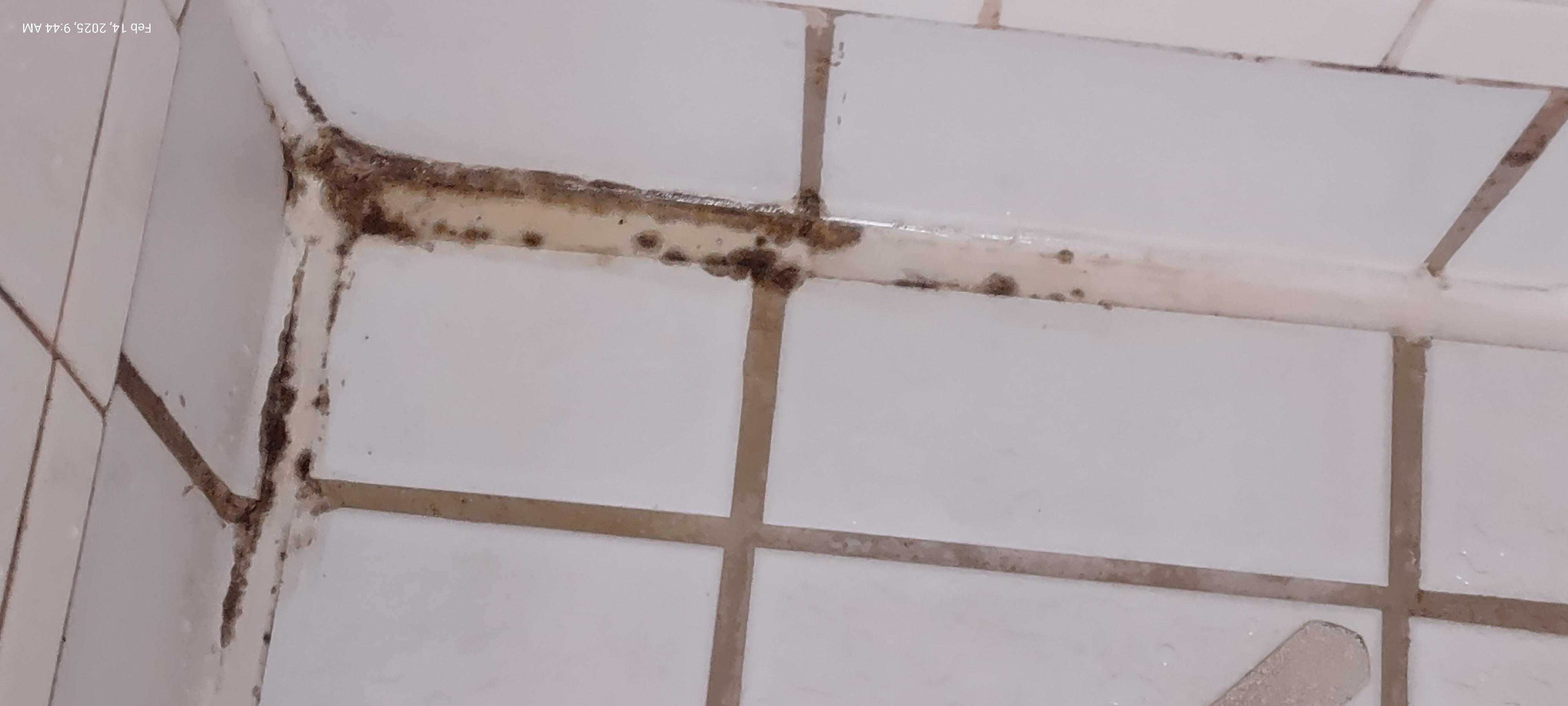 Mold in shower