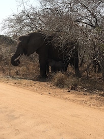 Elephant crossing