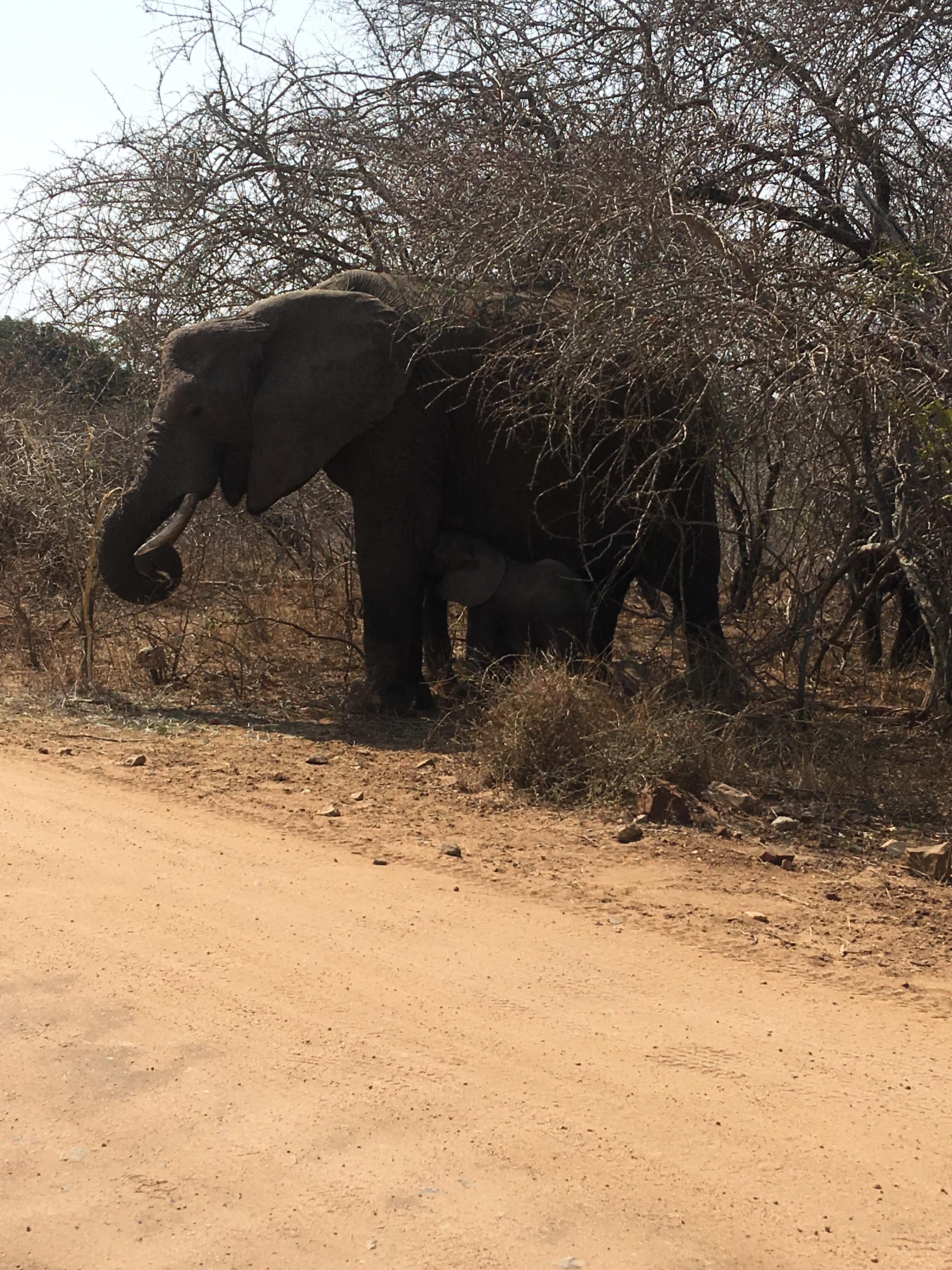 Elephant crossing 