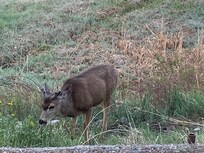 Begrüßung am Morgen! (Direkt vor unserem Fenster)