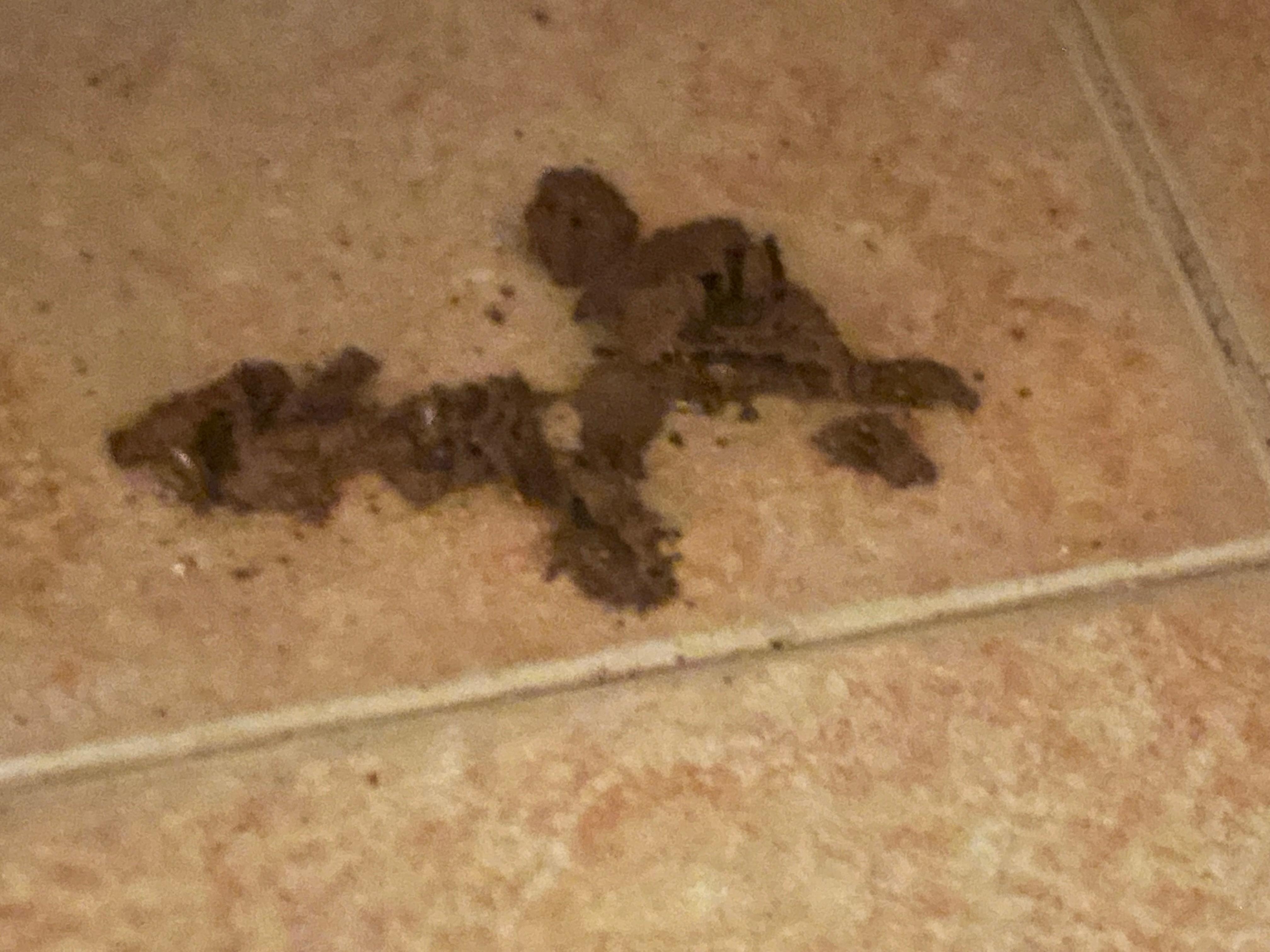 No se aprecia por la escasa luz del baño pero son largas de hormigas y hormigas en madera deshecha debajo del lavabo