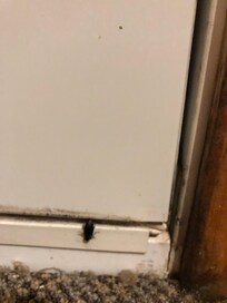 And more beetles