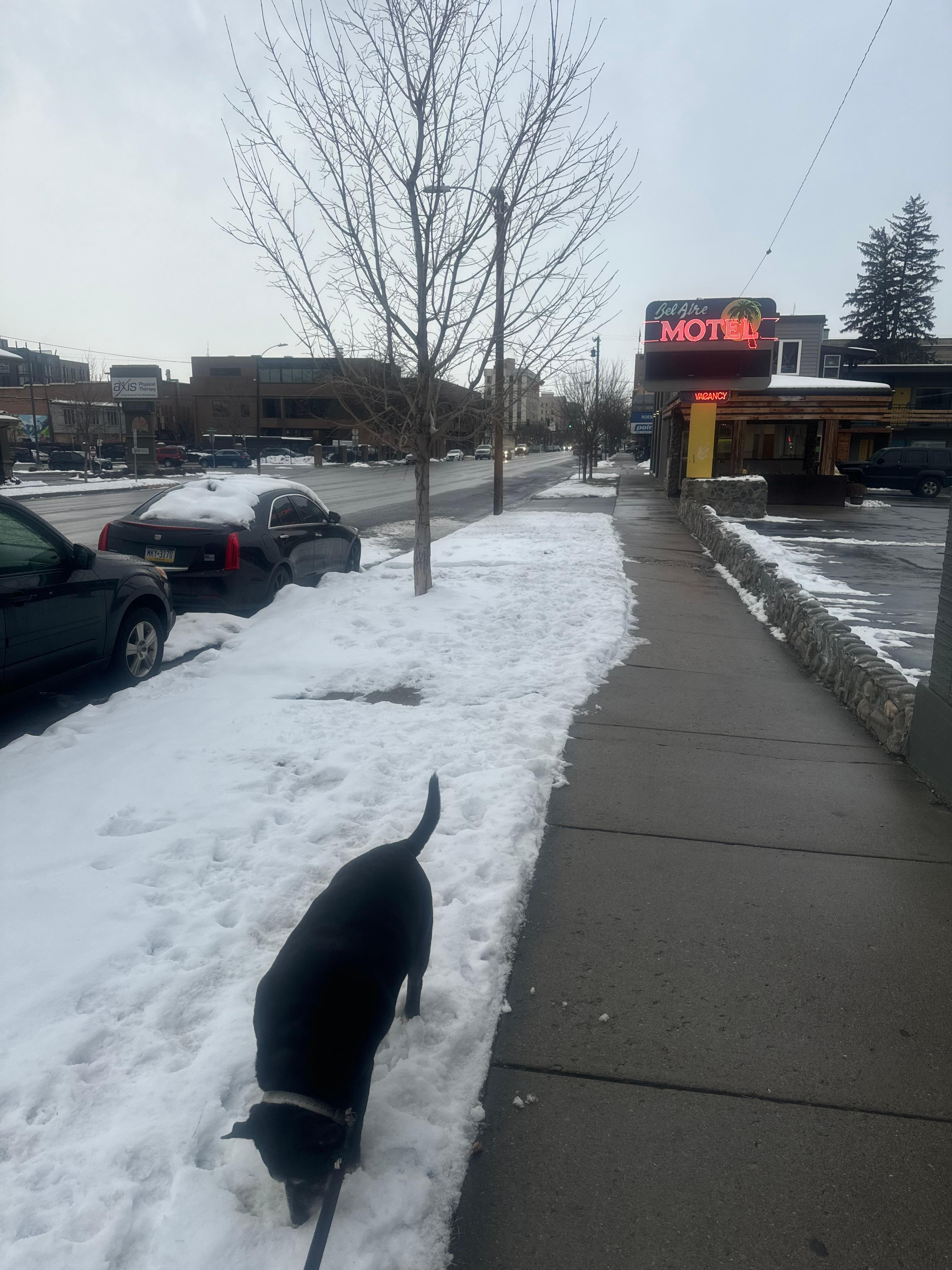 Old dog inspecting the grass/snow in front of the hotel.