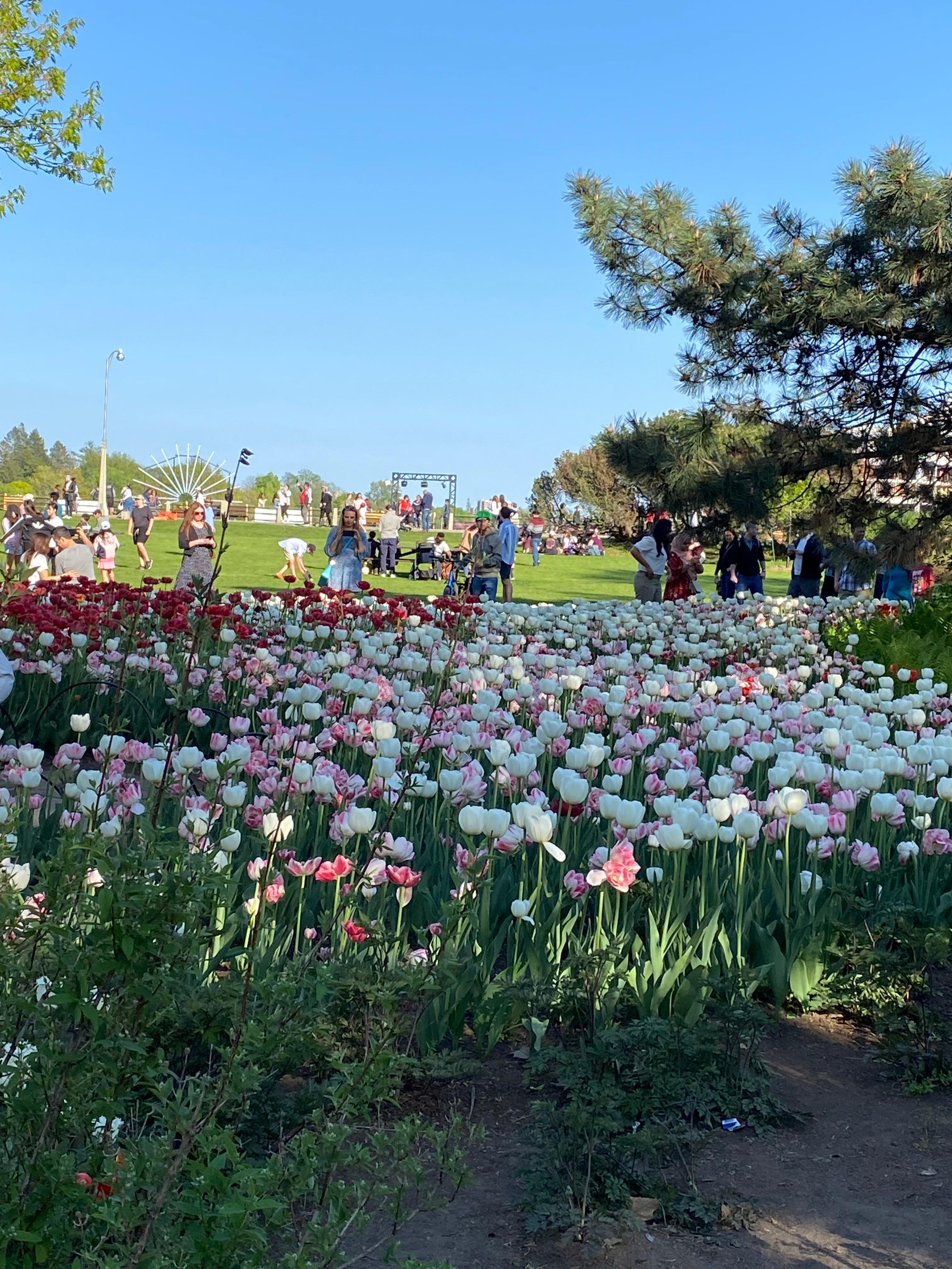 Ottawa tulip festival 