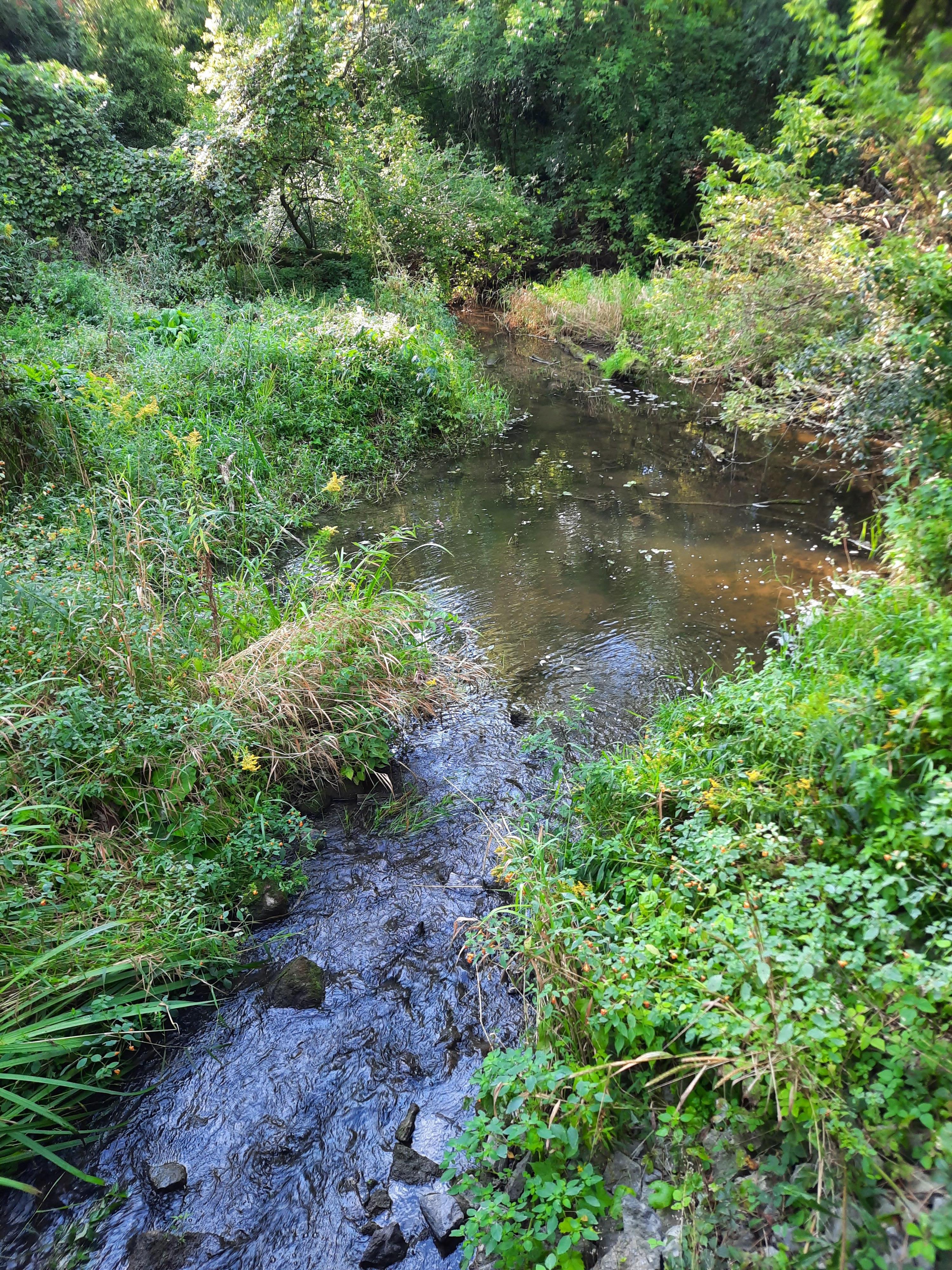 Creek crossing the trail