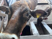 Vaca da fazendinha do hotel