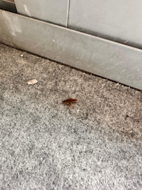 Présence de cafards au sol